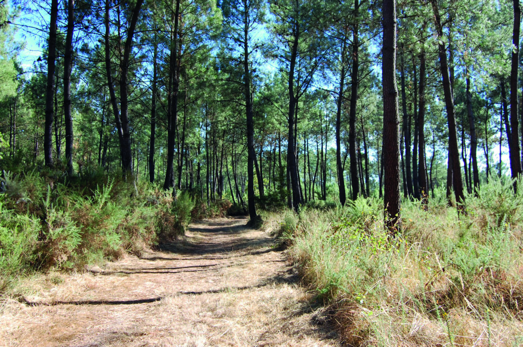 Forêts de pins - Le pian Médoc