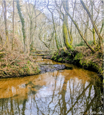 Forêt jalle